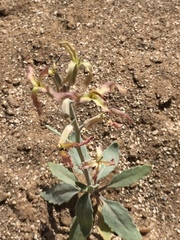 Angiospermae