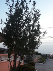 Platycladus orientalis