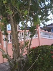 Platycladus orientalis