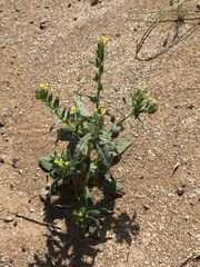 Magnoliopsida