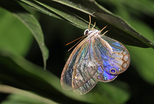 Cithaerias andromeda