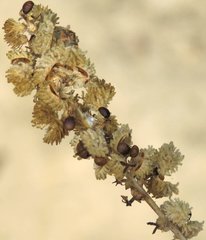 Mallotus apelta