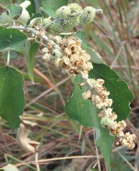 Mallotus apelta