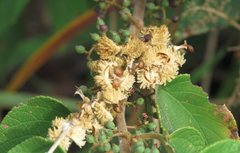 Mallotus apelta