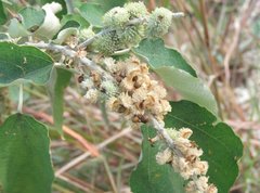 Mallotus apelta