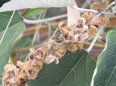 Mallotus apelta