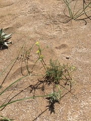 Angiospermae
