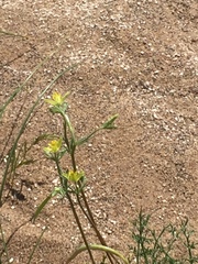 Angiospermae
