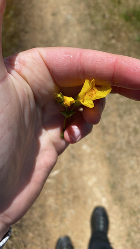 iNaturalist observation photo of seep monkeyflower