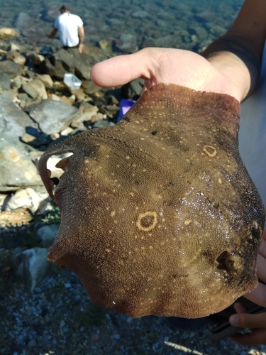 Rough Skate