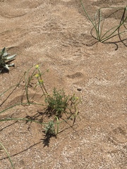 Angiospermae