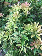 Pieris japonica