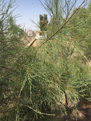 Tamarix aphylla