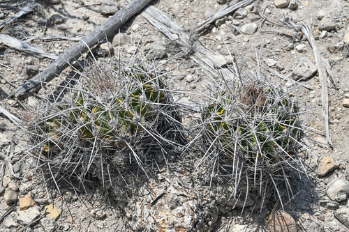 Parrycactus flavovirens