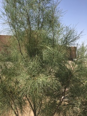 Tamarix aphylla