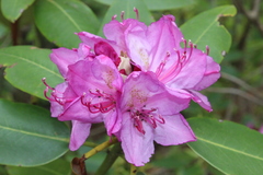 Rhododendron catawbiense