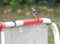 Phoenicurus auroreus