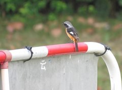 Phoenicurus auroreus