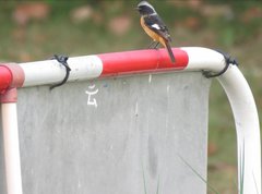 Phoenicurus auroreus