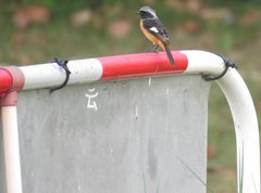 Phoenicurus auroreus