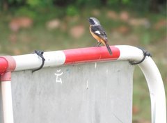 Phoenicurus auroreus