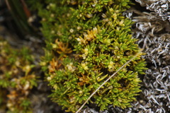 Scleranthus biflorus