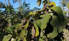 Yellow Tortoiseberry (Tocoyena formosa)