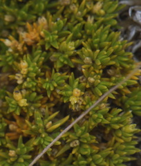 Scleranthus biflorus