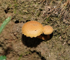 Pholiota squarrosipes