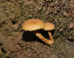 Pholiota squarrosipes