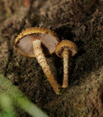 Pholiota squarrosipes