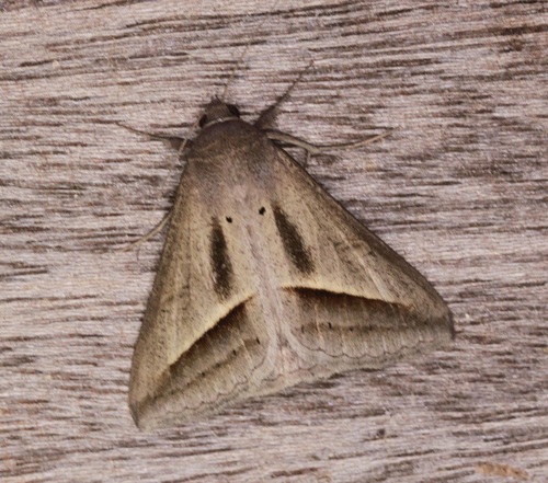 Mocis frugalis (Fabricius, 1775)