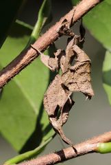 Phyllocrania paradoxa