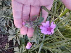 Geranium tuberosum