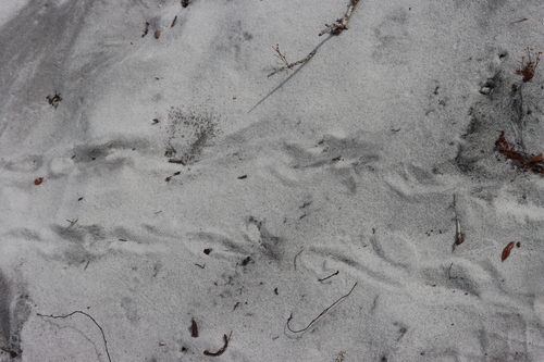 iNaturalist Tracking Database – NatureTracking