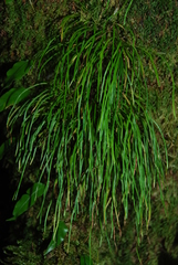 Haplopteris elongata