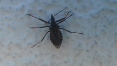 Rhynocoris erythropus