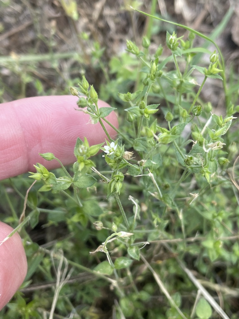 Thyme-leaved Sandwort from S Normandale St, Fort Worth, TX, US on May 5 ...