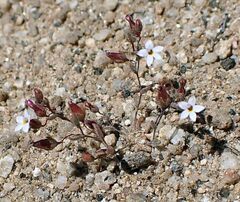 Nemacladus longiflorus var. breviflorus