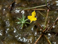 Three-lobed Bladderwort (Utricularia triloba)