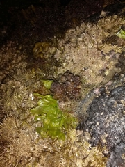 Colpomenia tuberculata