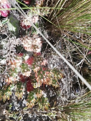 Austrocylindropuntia shaferi