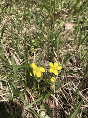Potentilla freyniana