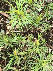Coreopsis verticillata
