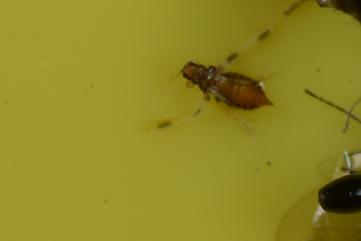 Banana silvering thrips