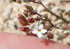 Nemacladus longiflorus var. breviflorus