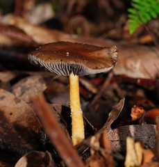 Stropharia formosa