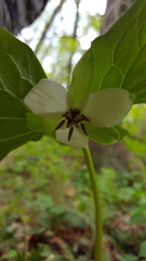 Trillium rugelii