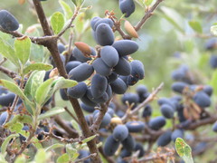 Forestiera tomentosa
