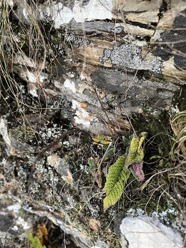 Streptocarpus cyaneus, photograph 3